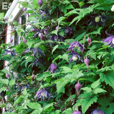 Clematis atragene Georg E