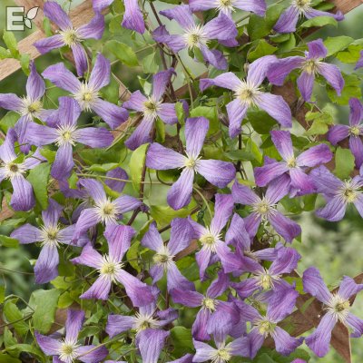Clematis viticella Mrs T. Lundell E