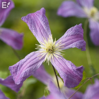 Clematis viticella Mrs T. Lundell E