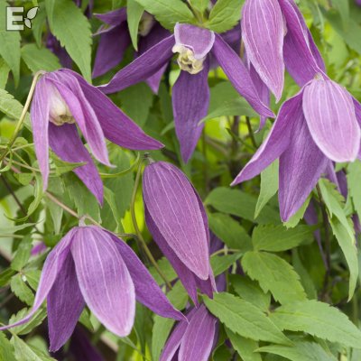 Clematis atragene Violet Purple E