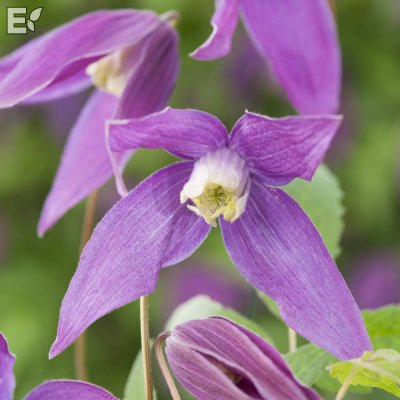 Clematis atragene Violet Purple E