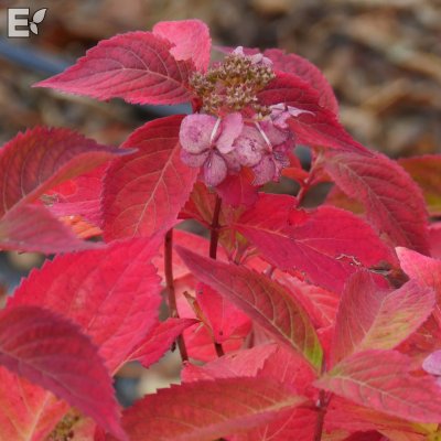 Hydrangea serrata Lamona E