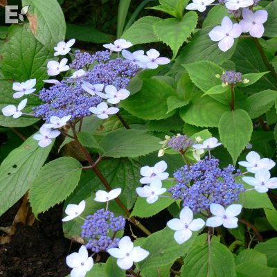 Hydrangea serrata Lamona E