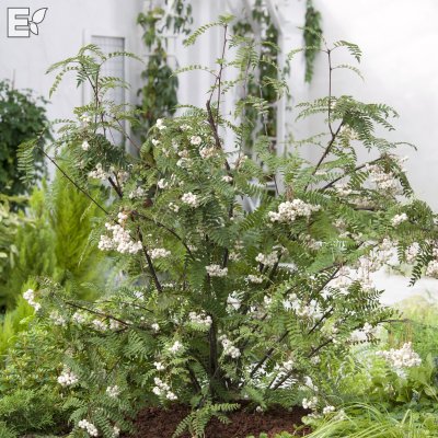 Sorbus frutescens Fk Ås E