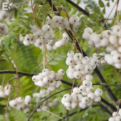 Sorbus frutescens Fk Ås E