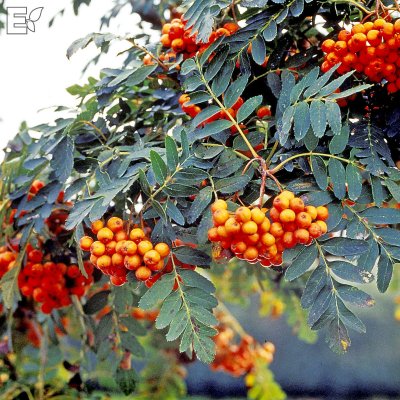 Sorbus Astrid E
