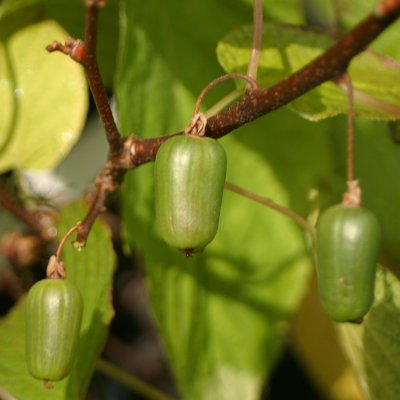 Actinidia arguta Ananasnaya (Anna)