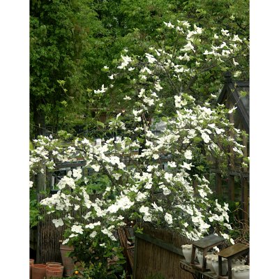Cornus Eddie´s White Wonder