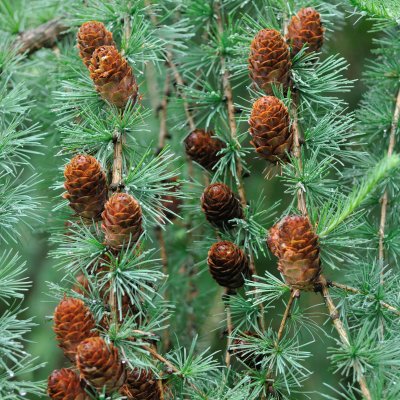 Larix kaempferi