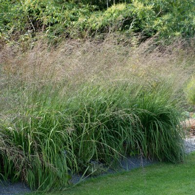 Molinia caerulea subsp. arundinacea Karl Foerster