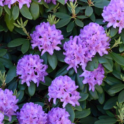 Rhododendron cataw. Boursault