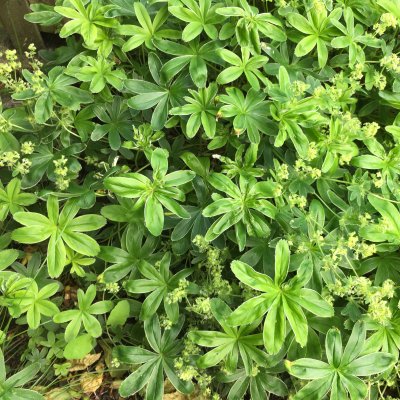 Alchemilla faeroensis var. pumila