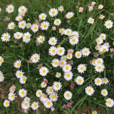 Bellis perennis