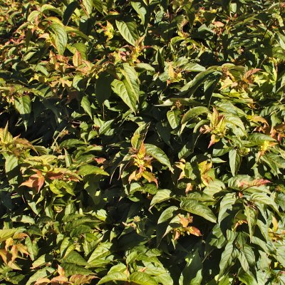 Diervilla lonicera