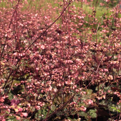 Heuchera hybr. Rachel