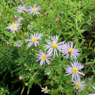 Aster incisus Blue Star