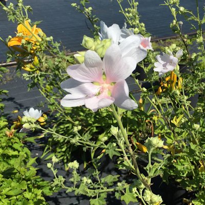 Malva Blue Bird ® (Renlav)