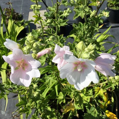 Malva Blue Bird ® (Renlav)
