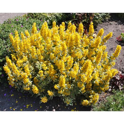 Lysimachia punctata Golden Alexander