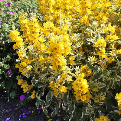 Lysimachia punctata Golden Alexander