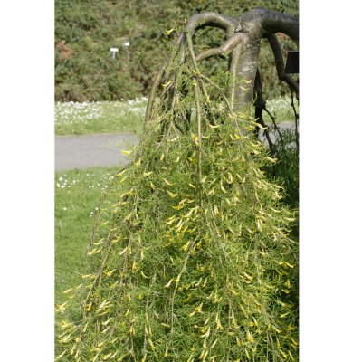 Caragana arborescens Walker