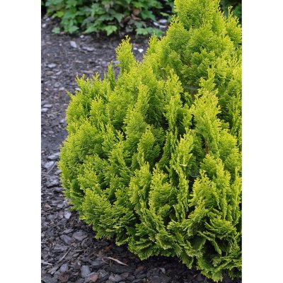 Ädelcypress