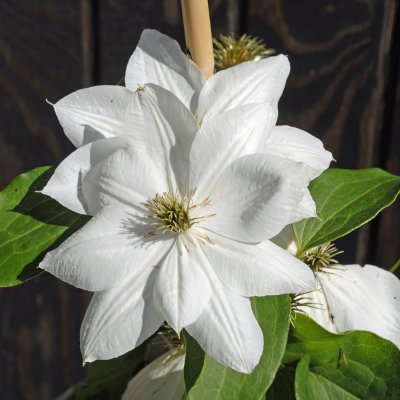 Clematis patens Mrs George Jackman