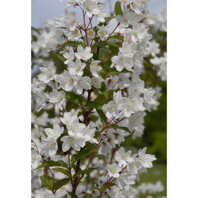 Deutzia gracilis