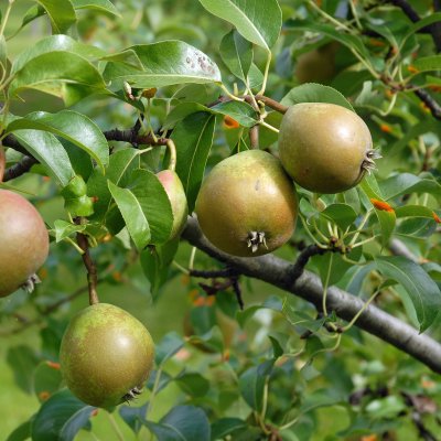 Pyrus communis Esperens Herre (Belle Lucrative)