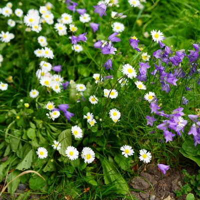Bellis perennis