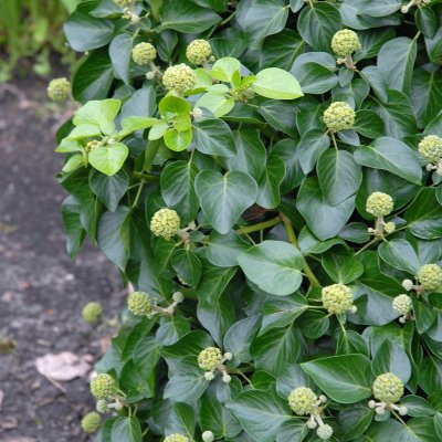 Hedera helix Arbori Compact