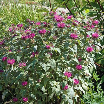 Monarda hybr. Blaustrumpf