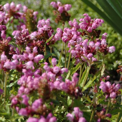Prunella grandiflora Bella Rose
