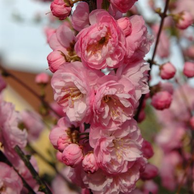 Prunus triloba, Rosenmandel