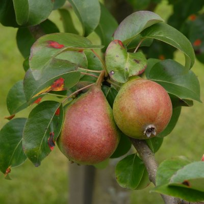Pyrus communis Suvenirs
