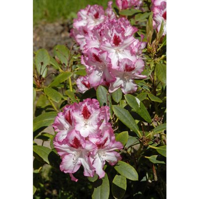 Rhododendron catawb. Hachmann´s Charmant