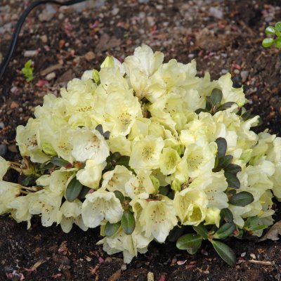 Rhododendron keiskei Wren