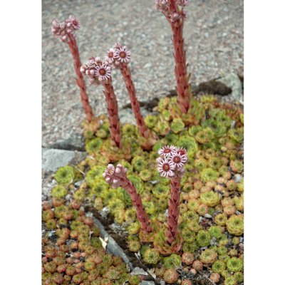 Sempervivum tectorum, Taklök
