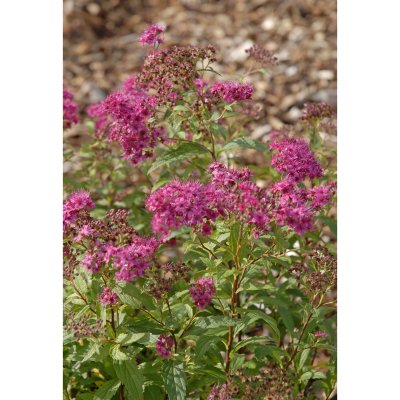 Spiraea japonica Dart´s Red