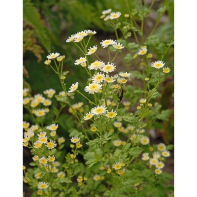 Tanacetum parthenium, Mattram
