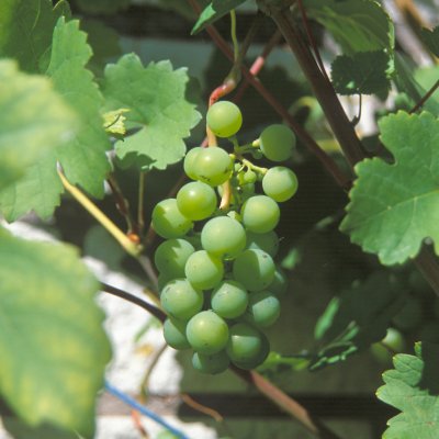 Vitis vinifera Dr Schmidtmanns Sockerdruva (Précoce de Malingre), Vindruva, C2