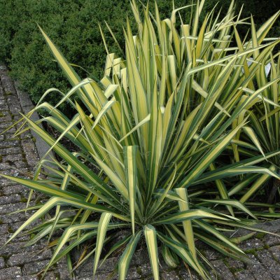 Yucca flaccida Golden Sword