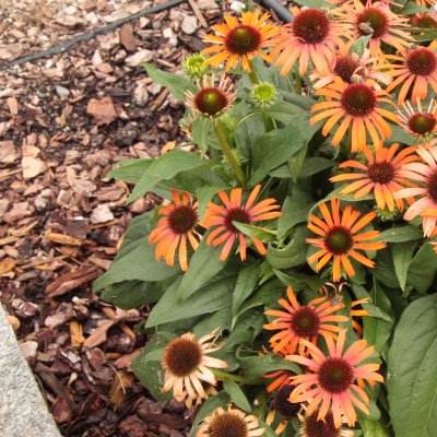 Echinacea hybr. Orange Skipper ®