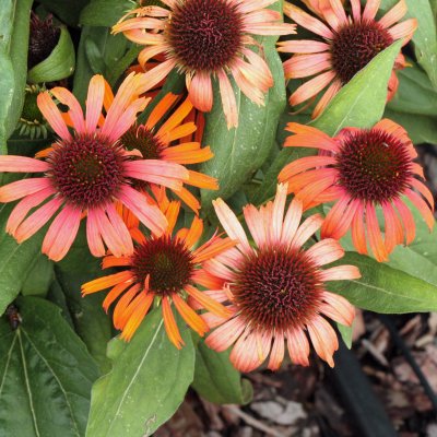 Echinacea hybr. Orange Skipper ®