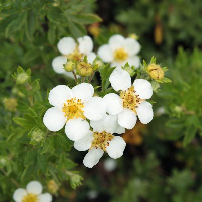 Dasiphora fruticosa Snowflake