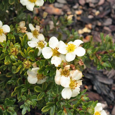Dasiphora fruticosa Tilford Cream