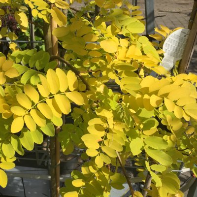 Robinia