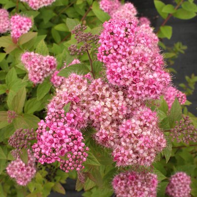Spiraea japonica Manon