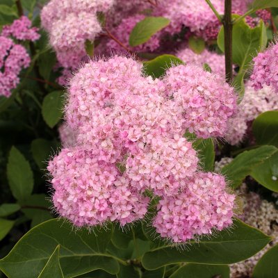 Spiraea japonica Odensala