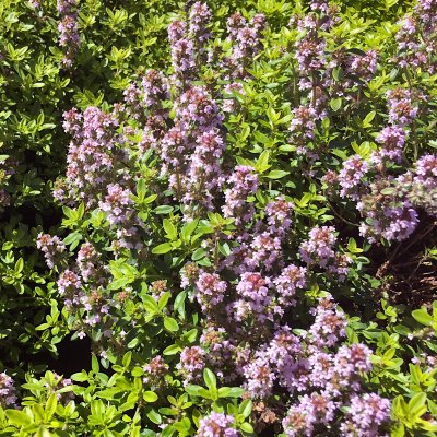 Thymus x citriodorus Golden Dwarf, Citrontimjan